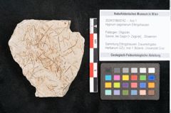 Foto (Objekt + Etikett) von Hypnum sagorianum Ettingshausen (NHMW-GEO-2024-0188-6742)